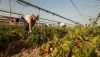 Andaluc&iacute;a recibir&aacute; 43 millones para la modernizaci&oacute;n y bioseguridad agraria