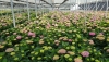 La campa&ntilde;a de primavera de planta ornamental se alargar&aacute; por las lluvias de marzo