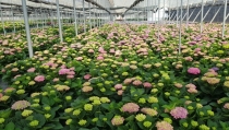La campa&ntilde;a de primavera de planta ornamental se alargar&aacute; por las lluvias de marzo