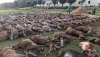 2025 se cierra con ocho personas muertas en accidentes de caza en Espa&ntilde;a