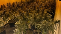 Un detenido por cultivar marihuana en una vivienda de La Mojonera