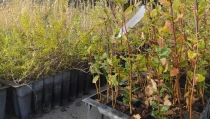 COAG Andaluc&iacute;a reparte 40 plantas aut&oacute;ctonas andaluzas entre agricultores y afiliados
