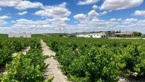 La Junta invierte m&aacute;s de un mill&oacute;n de euros en la reestructuraci&oacute;n y reconversi&oacute;n del vi&ntilde;edo