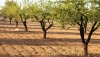 COAG Almer&iacute;a reclama a la Junta que reparta de forma equilibrada las ayudas a la agricultura ecol&oacute;gica