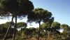 Andaluc&iacute;a plantar&aacute; mil &aacute;rboles y arbustos en todas las provincias por el 28F