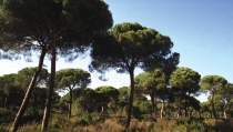 Aprobada la creaci&oacute;n del Consejo Andaluz de las Reservas de la Biosfera