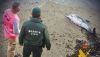Encuentran un delf&iacute;n varado en la playa del Faro de Roquetas de Mar