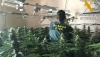 Detienen a una pareja en Adra por cultivar marihuana en su vivienda