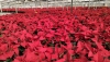 Almer&iacute;a produce un tercio de los pascueros de la actual campa&ntilde;a a nivel nacional