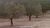 La producci&oacute;n de aceite de oliva en la provincia de Almer&iacute;a caer&aacute; un 41% debido a la sequ&iacute;a