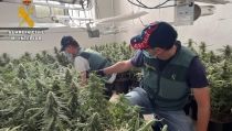 Tres detenidos en Roquetas de Mar y Rioja por cultivar marihuana