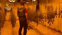 Descubren 700 plantas de marihuana en una vivienda de Roquetas de Mar