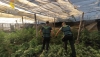 Desmantelan un cultivo con 1.300 plantas de marihuana en El Ejido