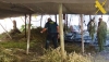 Detienen al responsable de un secadero con 1.290 plantas de marihuana en G&eacute;rgal