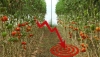 COAG Almer&iacute;a alerta de una bajada generalizada de los precios en hort&iacute;colas