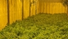 La Guardia Civil desmantela una plantaci&oacute;n de marihuana oculta en un s&oacute;tano en G&aacute;dor
