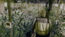 Seis detenidos en El Ejido en una operaci&oacute;n contra el cultivo 'indoor' de marihuana
