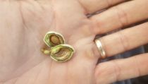 Las heladas han generado unas p&eacute;rdidas del 60% de la cosecha de almendra en Los V&eacute;lez