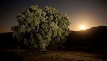 Cultura y naturaleza se unen en el XXIV Safari Fotogr&aacute;fico Sierra de Ser&oacute;n