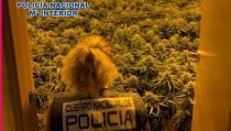 Desmantelan dos plantaciones indoor de marihuana en Almer&iacute;a