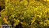 Detienen a los responsables de varios cultivos 'indoor' de marihuana en Adra