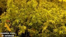 Detienen a los responsables de varios cultivos 'indoor' de marihuana en Adra
