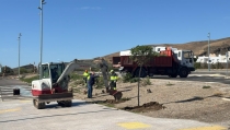 N&iacute;jar adorna espacios p&uacute;blicos con &aacute;rboles y plantas ornamentales