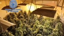 Encuentran 2.681 plantas de marihuana en un cultivo 'indoor' en Almer&iacute;a
