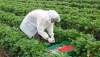 El valor de las figuras de calidad agroalimentaria sube en dos a&ntilde;os un 17%