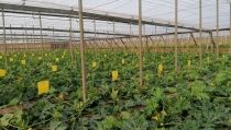 COAG denuncia que la agricultura almeriense no encaja en los criterios para los fondos Next Generation