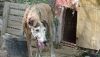 Galgos del Sur denuncia el estado de perros de caza junto a cad&aacute;veres de galgos