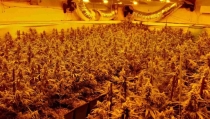 El 43% de la energ&iacute;a defraudada en Almer&iacute;a es para plantaciones de marihuana