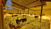 Desmantelan en Almer&iacute;a una organizaci&oacute;n dedicada al cultivo de marihuana