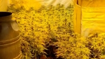 Descubren cerca de 900 plantas de marihuana en una vivienda de Nacimiento