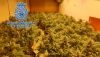 Descubren m&aacute;s de 1.200 plantas de marihuana en tres viviendas de Almer&iacute;a