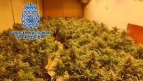 Descubren m&aacute;s de 1.200 plantas de marihuana en tres viviendas de Almer&iacute;a