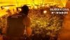 Desmantelan un cultivo 'indoor' con 548 plantas de marihuana en Roquetas