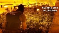 Desmantelan un cultivo 'indoor' con 548 plantas de marihuana en Roquetas