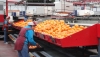 Denuncian que la entrada masiva de naranja de Egipto satura el mercado y hunde los precios
