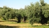 700.000 euros en ayudas para cert&aacute;menes y jornadas t&eacute;cnicas agroganaderas