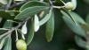 Andaluc&iacute;a es l&iacute;der en exportaciones agroalimentarias
