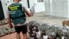 Encuentran 64.100 plantas de marihuana en un invernadero de El Ejido