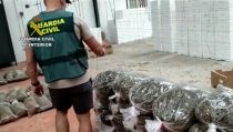 Encuentran 64.100 plantas de marihuana en un invernadero de El Ejido