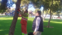 Los pinos de Hu&eacute;rcal reciben un tratamiento ecol&oacute;gico contra la procesionaria