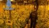 Desmantelan una plantaci&oacute;n industrial de marihuana en una nave de La Juaida