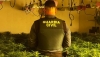 La Guardia Civil desmantela un cultivo de marihuana con 678 plantas en N&iacute;jar