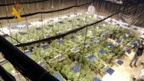 Encuentran 524 plantas de marihuana en una nave industrial de Cuevas