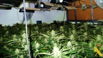 Detienen a una pareja en G&eacute;rgal por cultivar marihuana en su vivienda