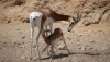 Gacelas en la finca experimental de La Hoya.