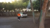 Adra fumiga colegios y zonas urbanas para combatir la procesionaria